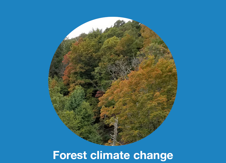 forest climate change